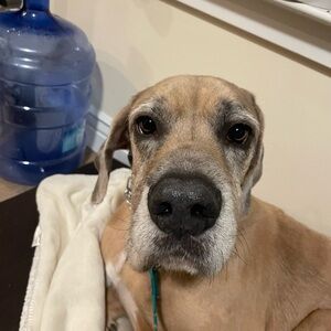 Meet your Posher, Shannon